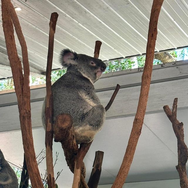 Must Visit: Lone Pine Koala Sanctuary 🇦🇺