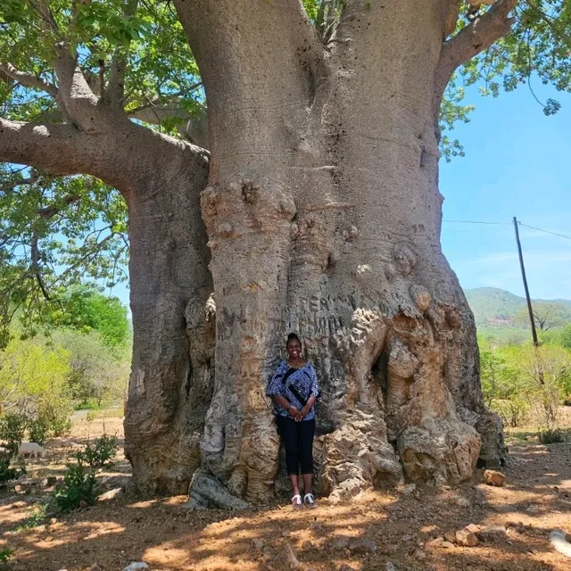 Humongous tree!!