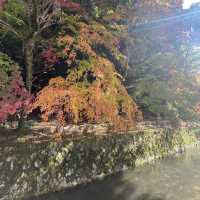 信步閒遊哲學之道
