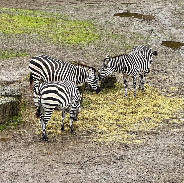 Dublin Zoo is just WoW 🗺️