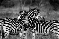 2 days Tanzania sharing safari 