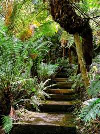 Forest Glade Gardens