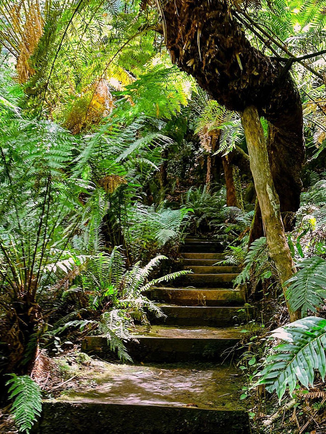 Forest Glade Gardens