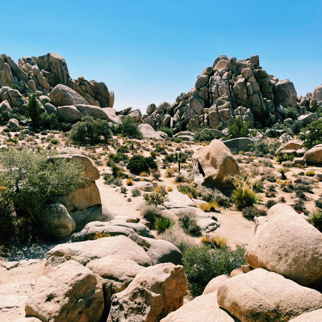 🥾 Best Hike in Joshua Tree National Park: Hidden Valley Trail 🌵
