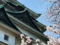 Nagoya Vibes: Castles, Cherry Blossoms, and Local Flavors