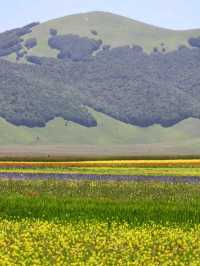 🌼 A Sea of Blossoms – Castelluccio di Norcia, Italy