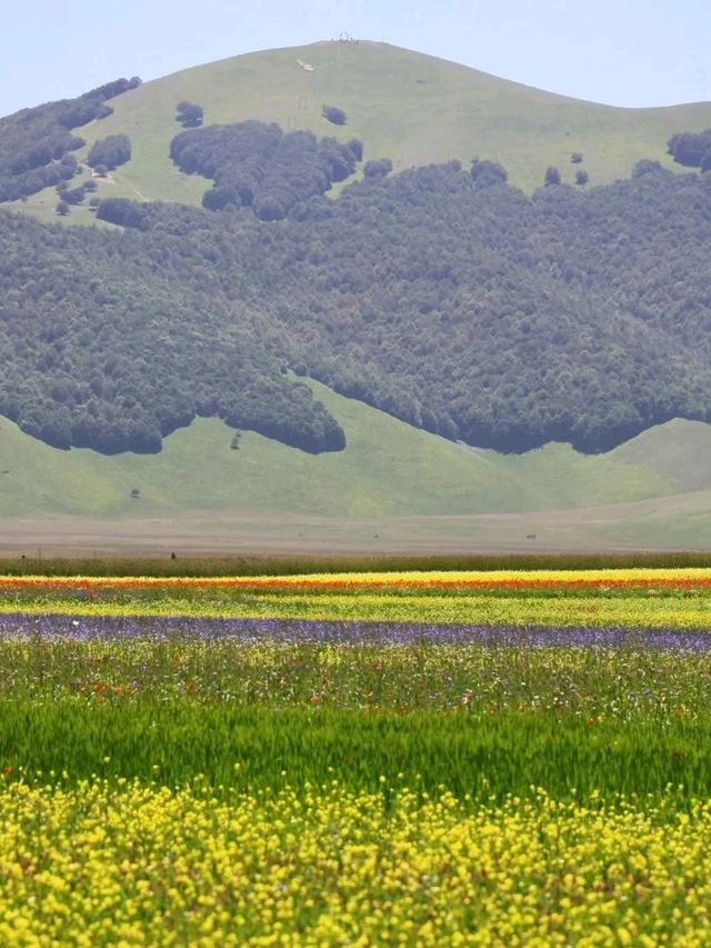 🌼 A Sea of Blossoms – Castelluccio di Norcia, Italy