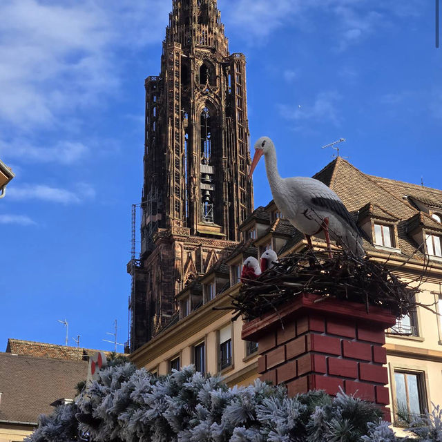 Cathédrale Notre Dame de Strasbourg Cathédrale Notre Dame de Strasbourg