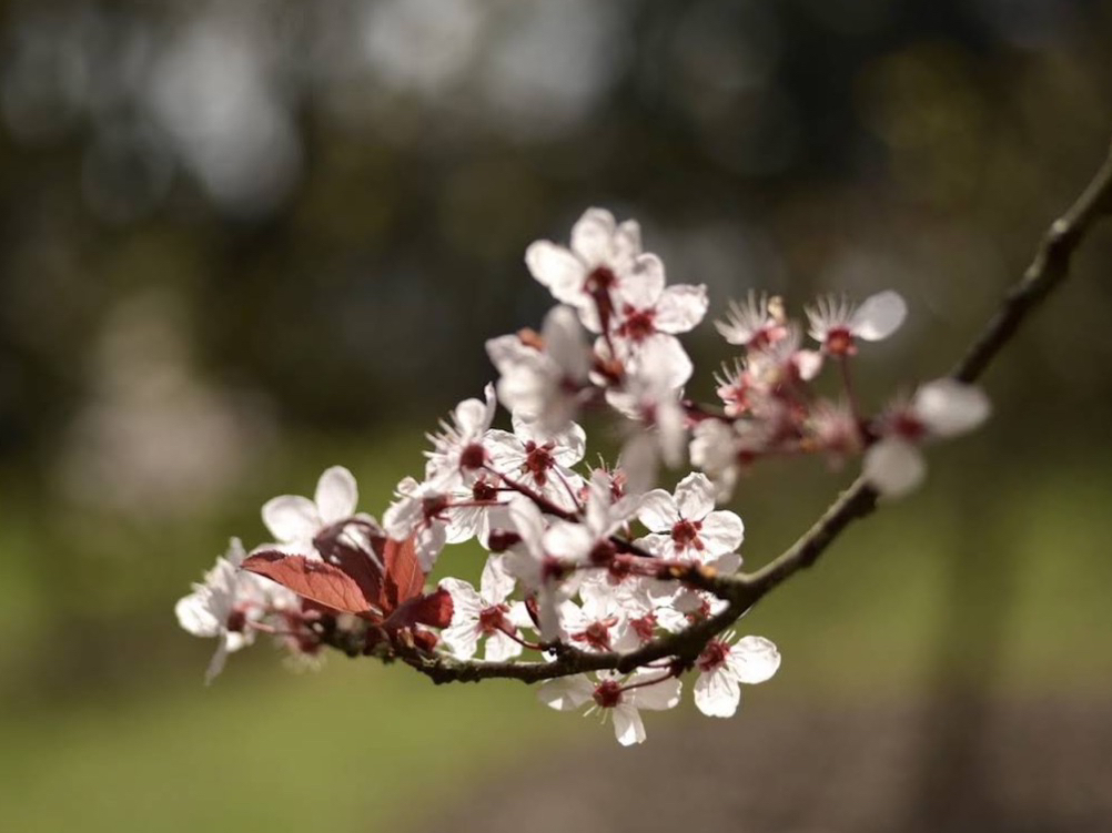クロード・モネの庭に咲き誇る春の花々。 | Trip.com ジヴェルニー
