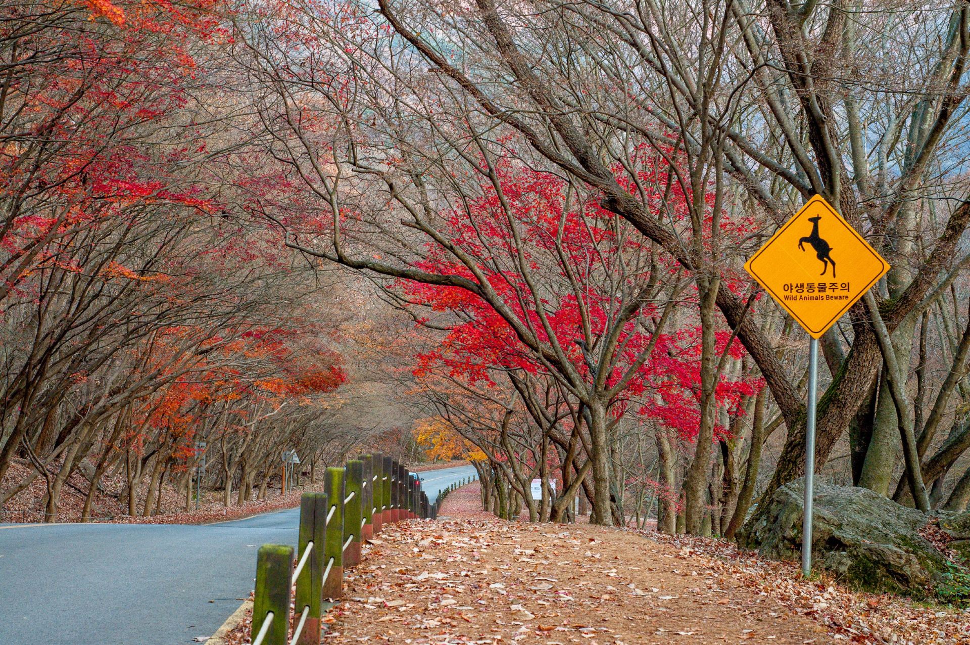 Chasing the Crimson Maples