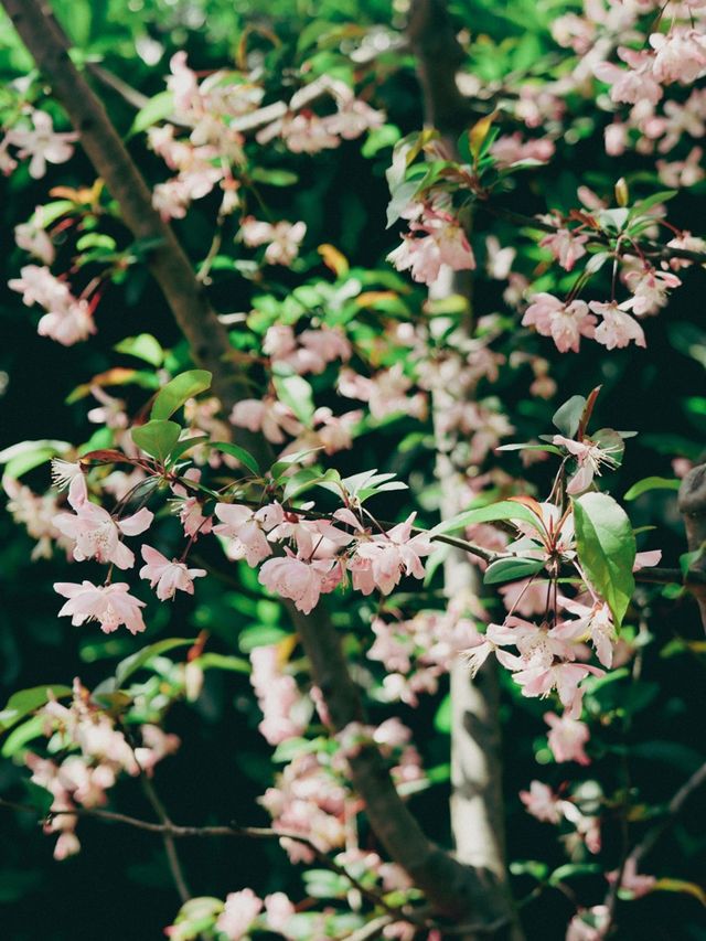 Springtime Nature in Shanghai🇨🇳♥️