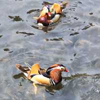 Ducks!!! 🇨🇳 Hangzhou West Lake