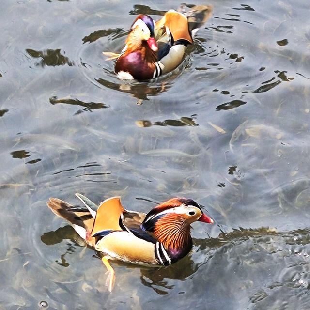 Ducks!!! 🇨🇳 Hangzhou West Lake