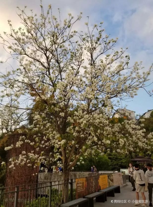 Lychee Park Flower Viewing | Unique White Flowers Show the Beauty