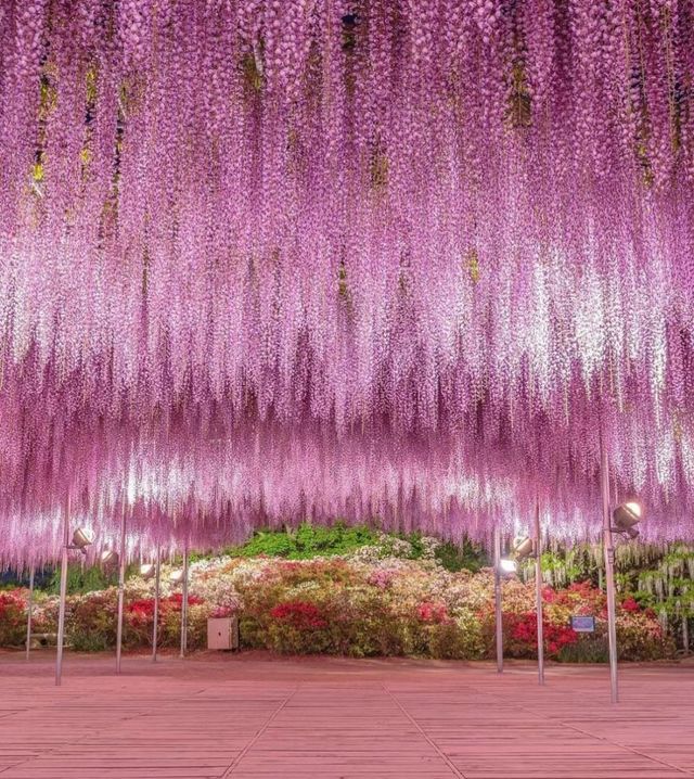 160-year-old Wisteria Waterfall * Only limited to 30 days a year around Tokyo.