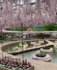 160-year-old Wisteria Waterfall * Only limited to 30 days a year around Tokyo.