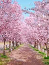 Recommended cherry blossom viewing spots among the scenic spots 🌸