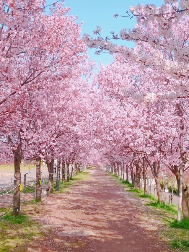 Recommended cherry blossom viewing spots among the scenic spots 🌸