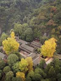 銀杏黃了｜成都周邊絕美賞景地