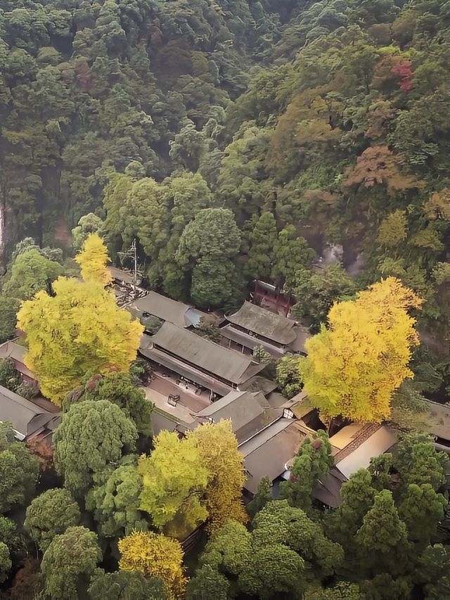 銀杏黃了｜成都周邊絕美賞景地