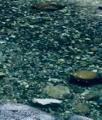 夏日避暑勝地，臥龍谷