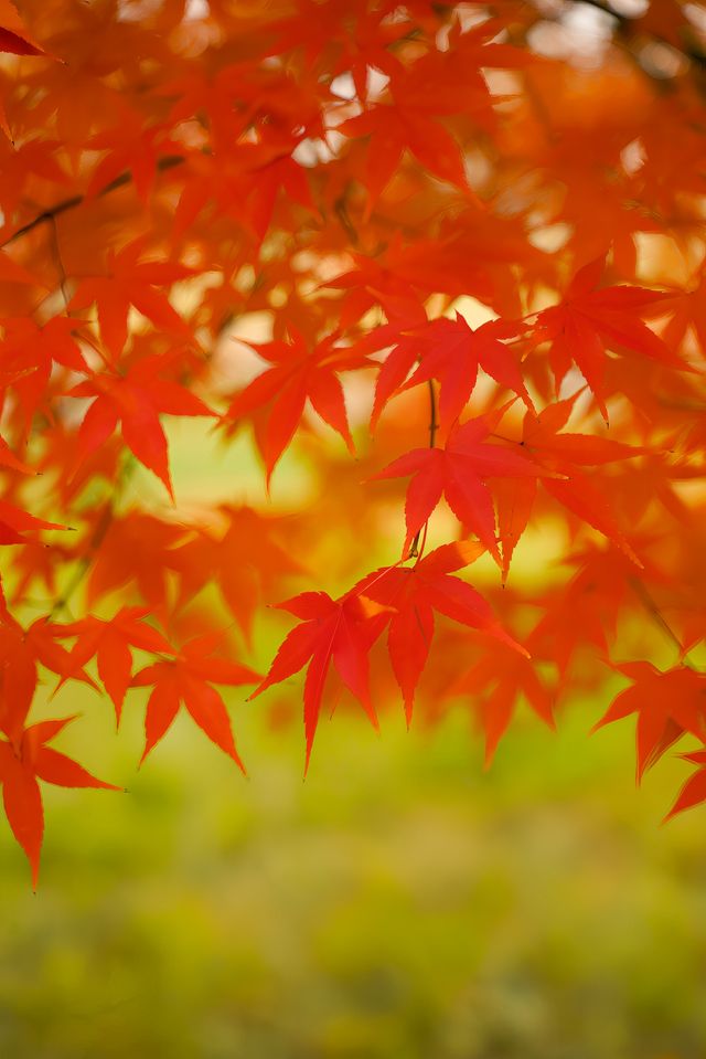 偶遇一大片紅楓，趕緊衝吧！