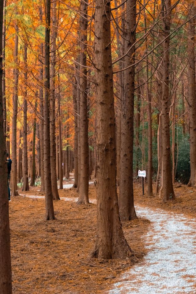 12月的海灣公園太美啦