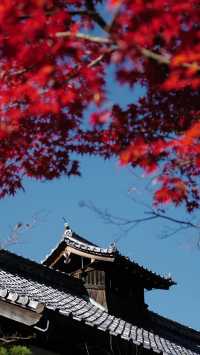 不輸琉璃光院，天授庵的紅葉也很驚艷!分分鐘出大片!