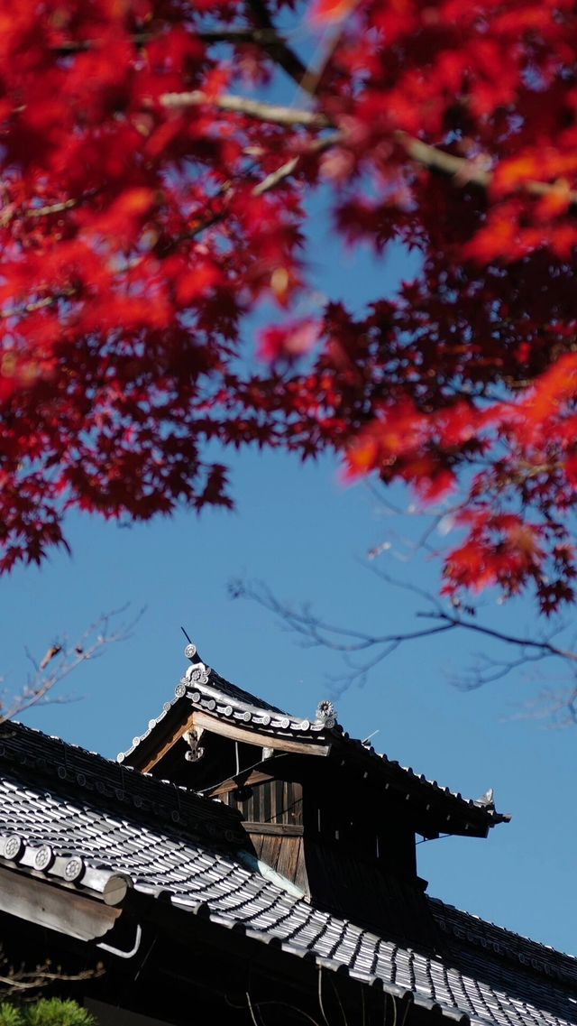 不輸琉璃光院，天授庵的紅葉也很驚艷!分分鐘出大片!