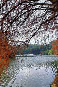 深圳拍照 新年去仙湖植物園看一次落羽杉吧