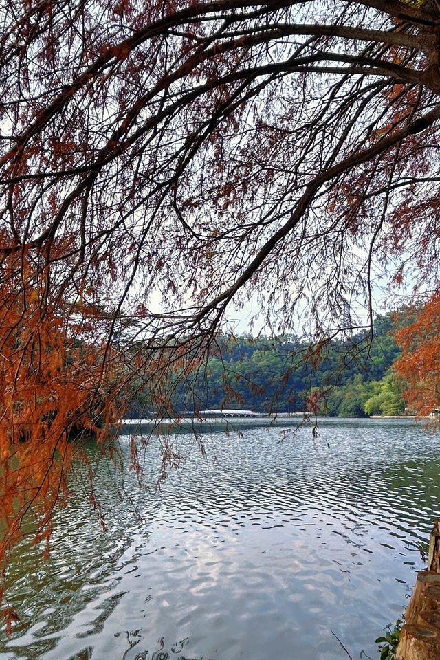 深圳拍照 新年去仙湖植物園看一次落羽杉吧 深圳拍照 新年去仙湖植物園看一次落羽杉吧