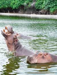 泰國旅行｜這些動物也太有鏡頭感了吧