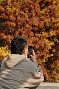 廈門拍照｜園博苑的落羽杉紅啦！附機位