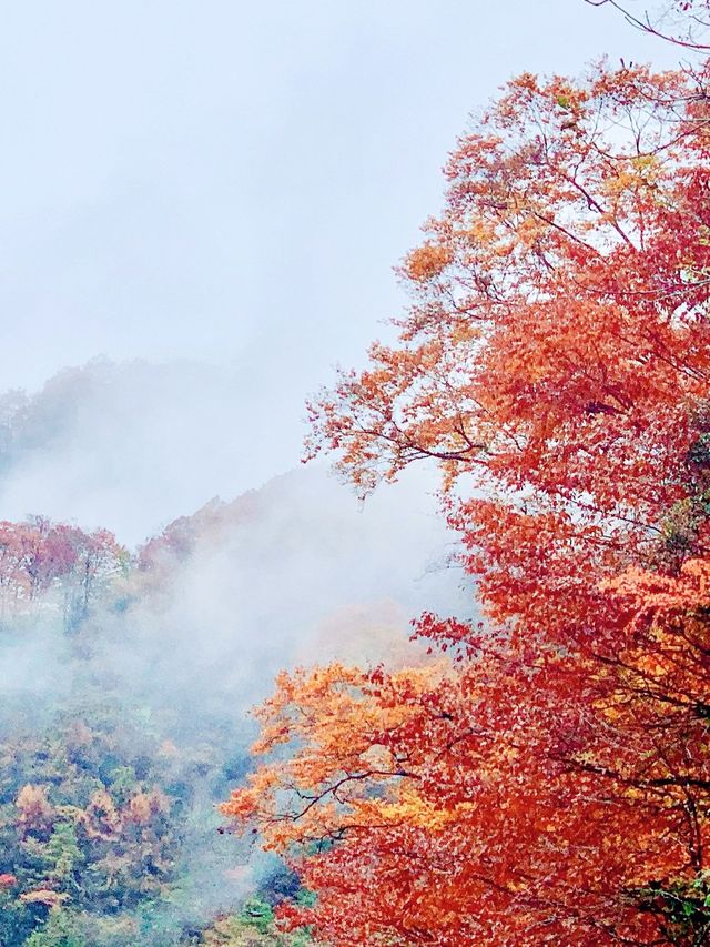 光霧山：3天邂逅一場秋天的童話