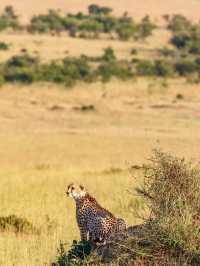 馬賽馬拉國家野生動物保護區 野生動物大遷徙——肯尼亞旅遊業的超級招牌！從坦桑尼亞的塞倫蓋蒂到肯尼亞的