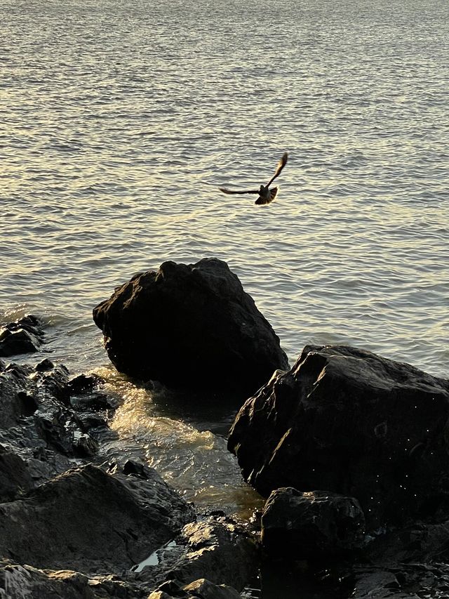 休閒遛娃好去處| 看海·日落·夕陽 | 就在江陰船廠公園！