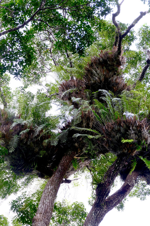 世界上最古老的熱帶雨林