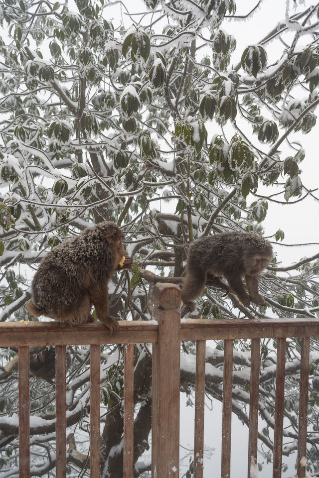 瓦屋山！我願稱之為川內1天往返玩雪天花板！