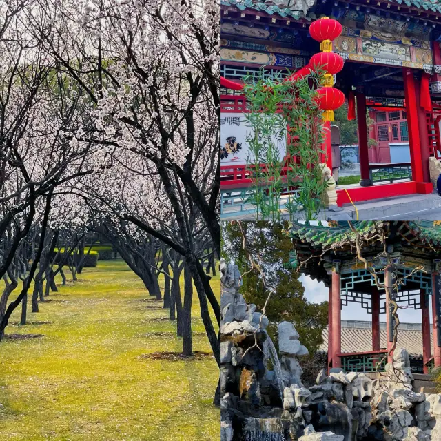 목동이 멀리서 알몬드 꽃 마을을 가리킨다