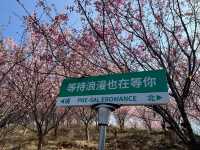 「櫻」你而來—想看櫻花的一定要來這裡