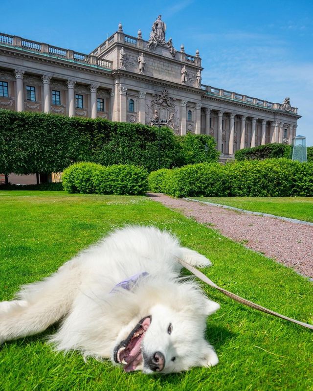 🌸 Let the scenery and the adorable samoyeds take your breath away.