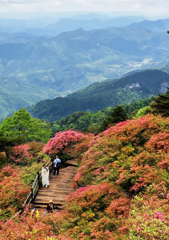 人間四月天，被這座杜鵑山承包了