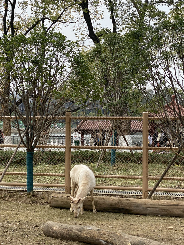 在武漢·武漢動物園新手入園攻