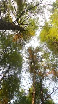 彩雲湖公園 感受綠野仙蹤般的浪漫