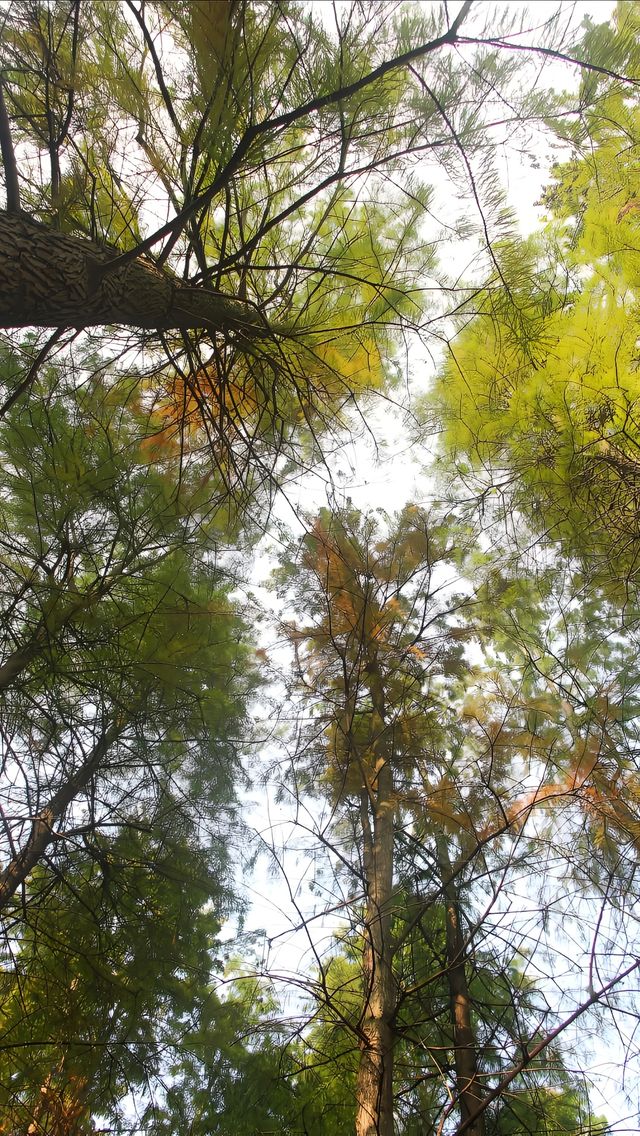 彩雲湖公園 感受綠野仙蹤般的浪漫