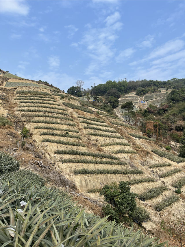 中山市神灣丫髻山一日遊；自駕+徒步+吃喝，好玩