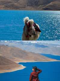西藏羊湖景區的小奶羊真是又香又白又軟又乖