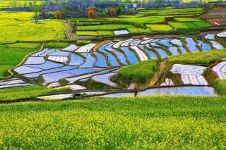 莫負春光好韶華，越西豈止油菜花開