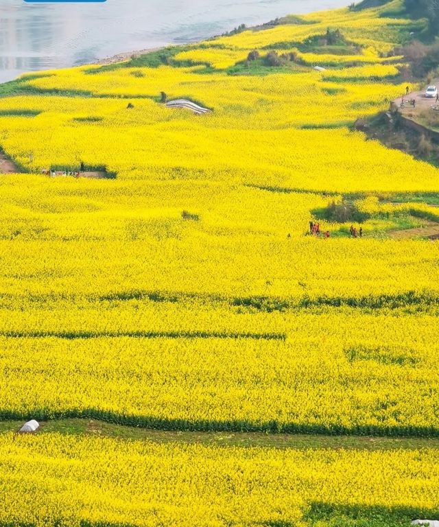 宜賓城邊的油菜花海，叙永區雪灘公園賞花去