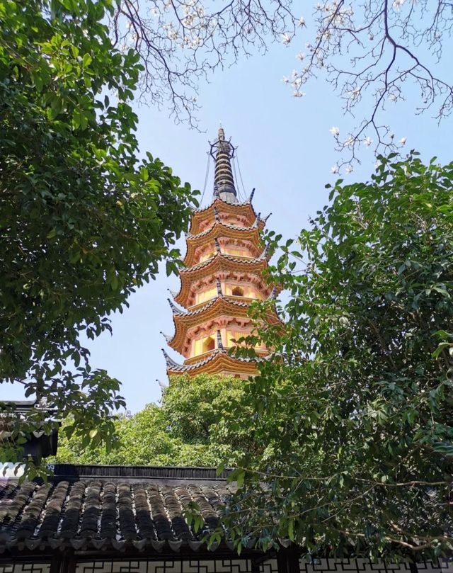 只要8塊錢就能收穫蘇州三月醉美玉蘭花